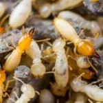 Close-up image of a swarm of termites on a surface. The termites, with their light brown bodies and darker heads, cluster closely together. This detailed shot highlights several termites, showcasing their segmented bodies and antennae.