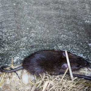 How to Get Rid of Burrowing Rats | PURCOR Pest Solutions