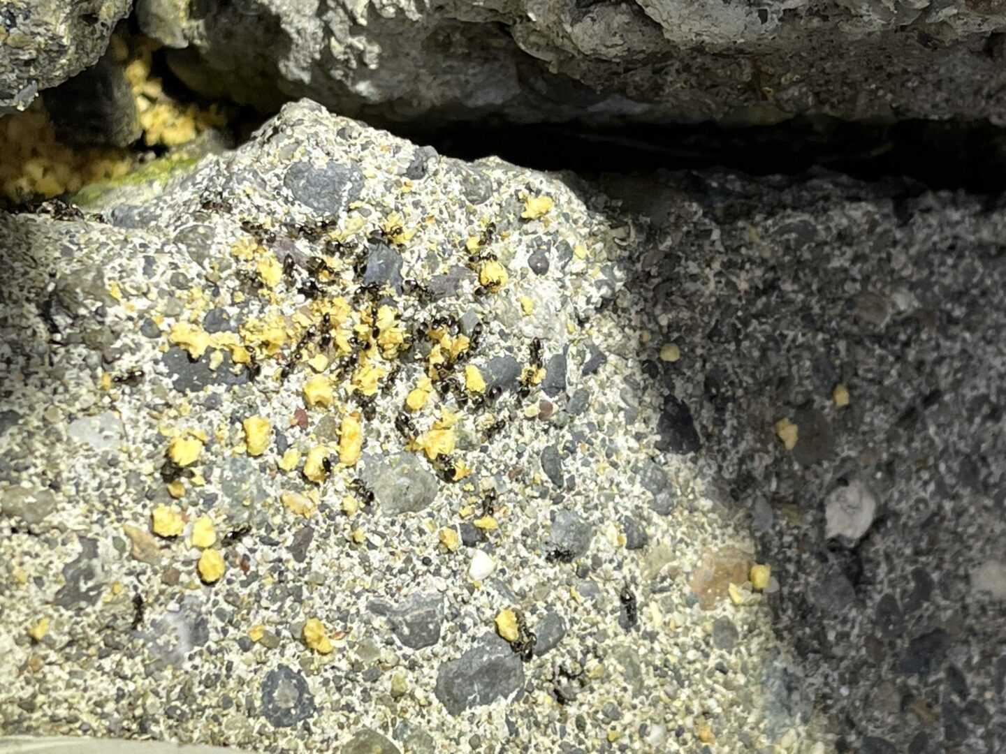 Ants crawling across stone pathway moving granular bait