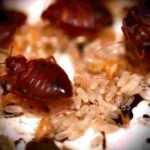 Close-up image of several bed bugs and their eggs clustered together. The reddish-brown bugs are surrounded by small, oval, translucent white eggs. The scene appears to be magnified to show details of the insects and eggs.