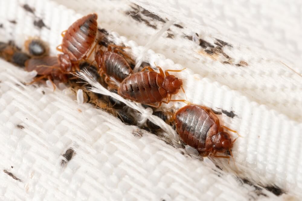 A close-up image captures five brown bedbugs on a textured white fabric surface, reminiscent of a Miami hotel stay. Black spots, likely fecal matter, surround them. The weave and stitching of the fabric are clearly visible.