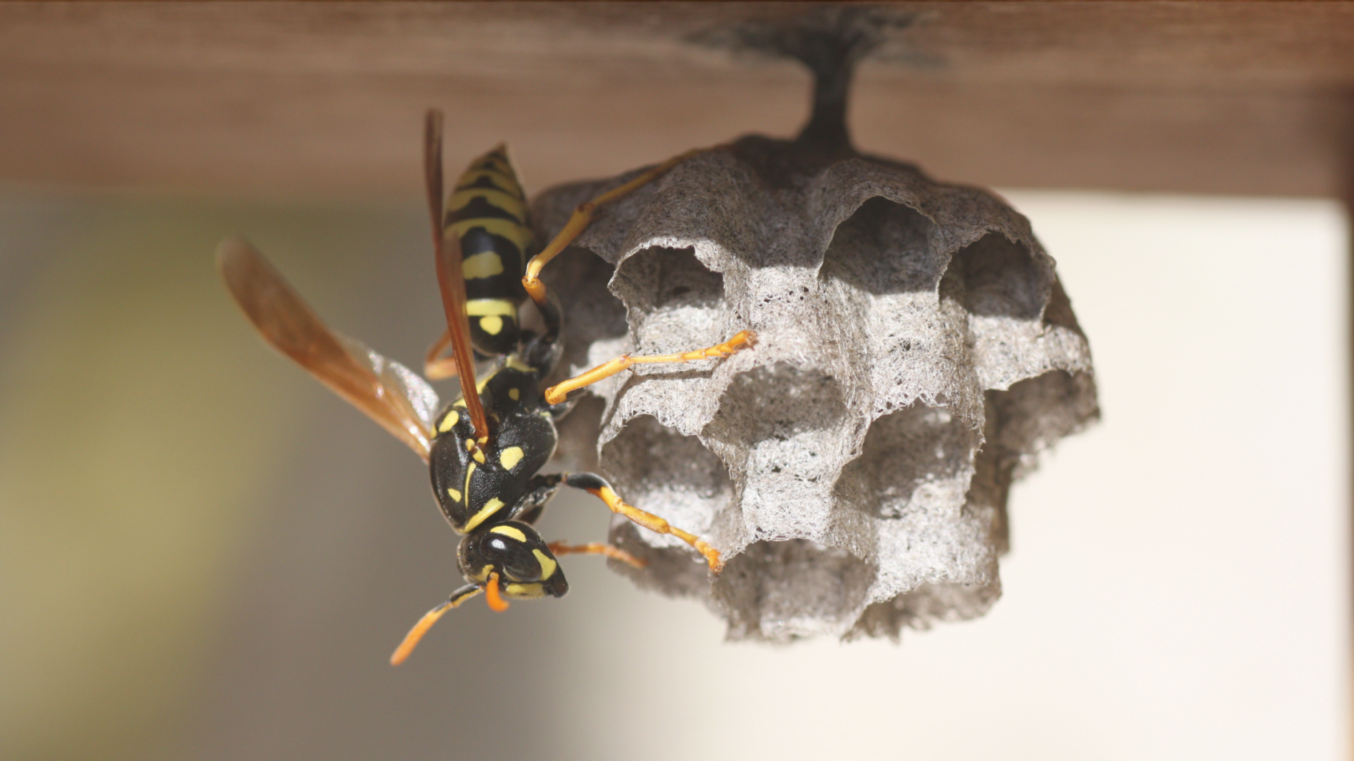 protect home from wasps-2
