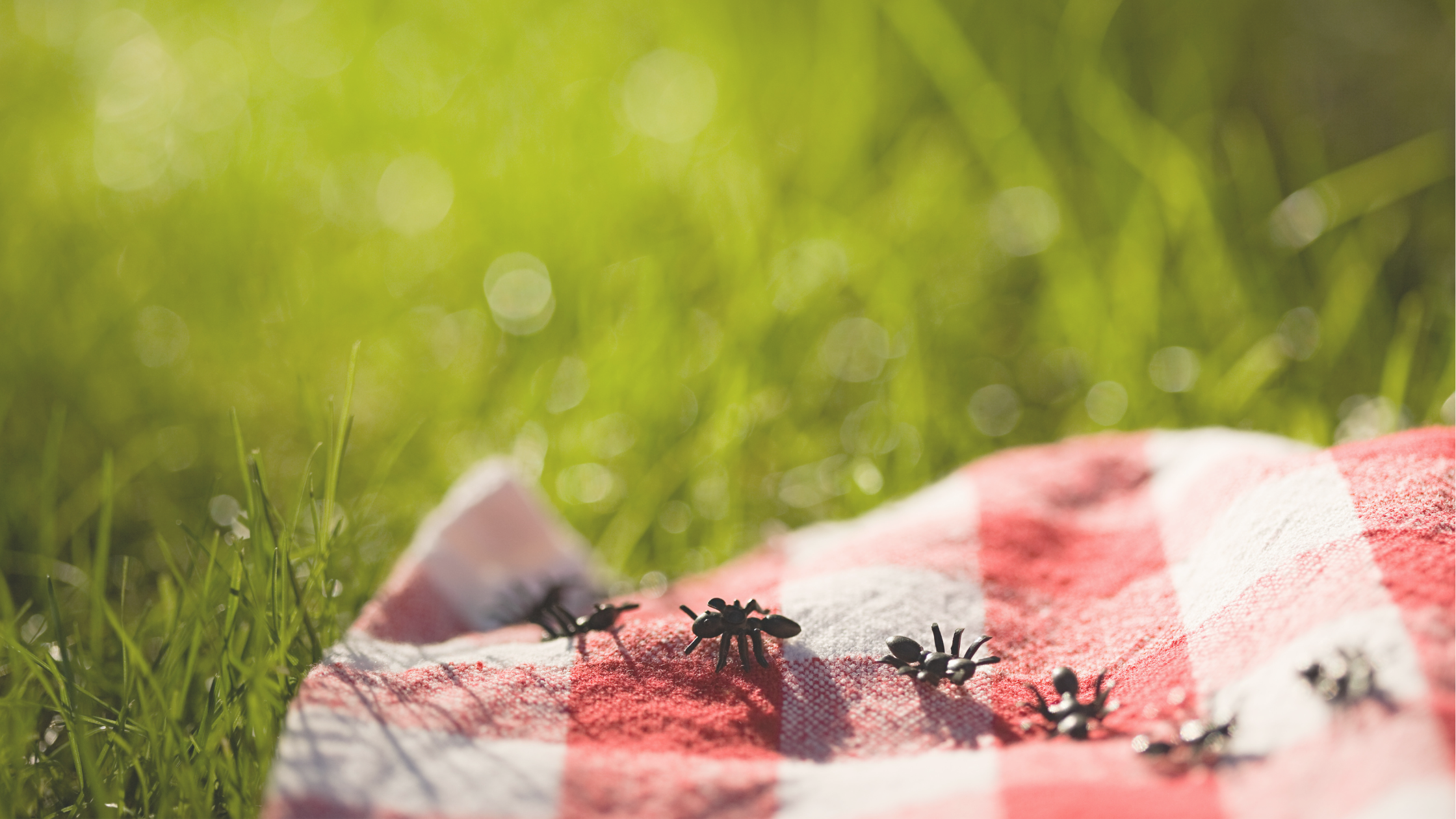 prevent ants at picnic