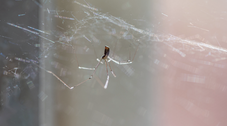 keeping-spiders-out-summer-web