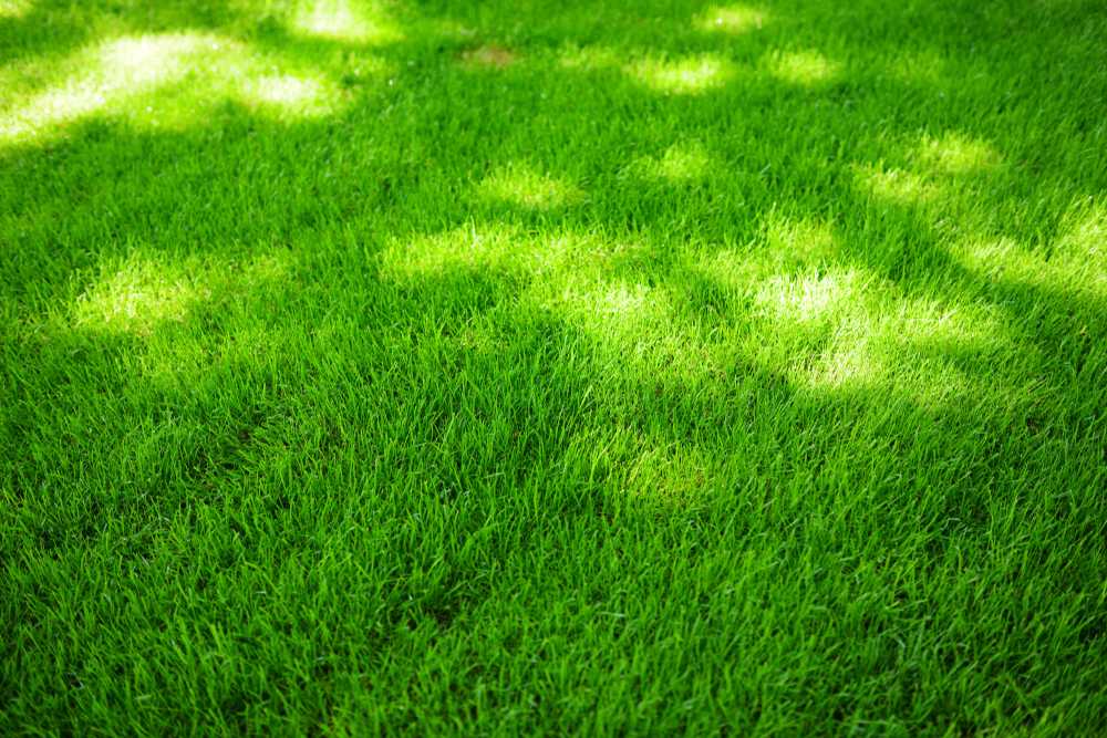 Beautiful, lush green lawn well-maintained through proper watering practices.