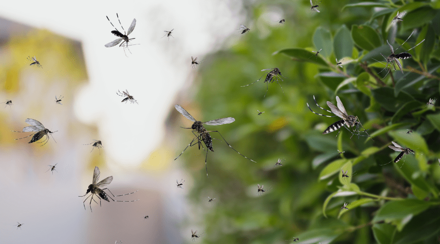 A swarm of mosquitoes buzzes near green foliage with a blurred outdoor background, highlighting the importance of preventing mosquito breeding grounds. The insects vary in size and scatter through the daylight-lit scene.