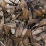 prevent-termite-swarms-tips