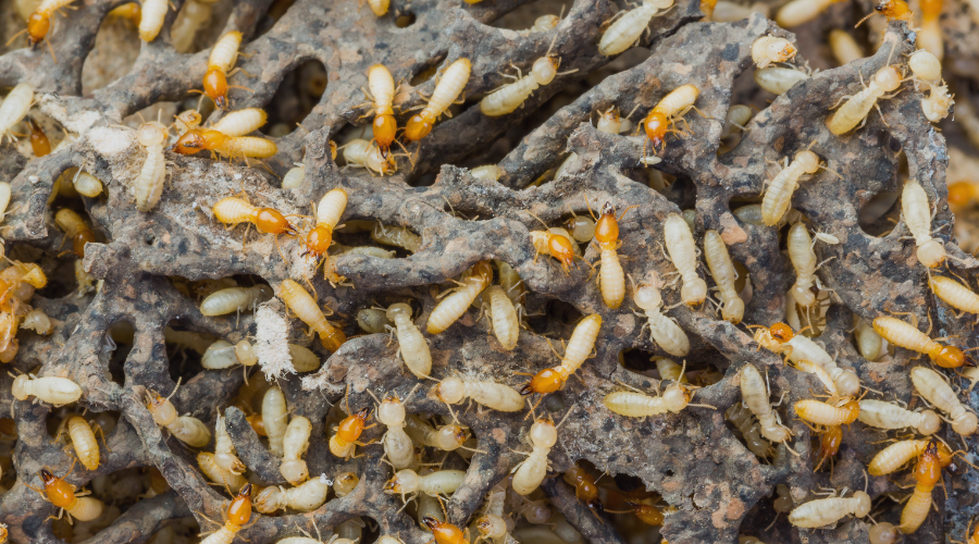 prevent-termite-swarm-termite-infestation