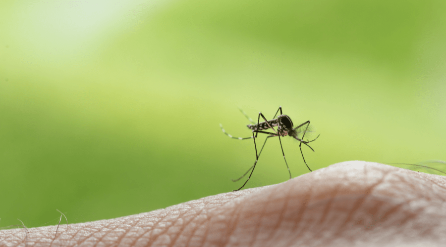 A close-up image of a mosquito perched on human skin, set against a blurred, vibrant green background that highlights its delicate wings and elongated legs. This emphasizes the importance of measures to prevent mosquito breeding grounds.