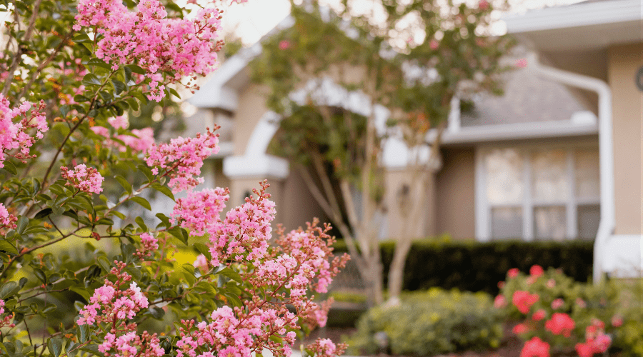 Natural mosquito control methods in a Florida garden - house 2