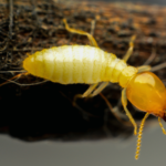 Close-up image of a termite on a piece of wood, highlighting the need for organic termite treatment. The termite has a translucent yellowish body with distinct antennae, and the wood shows detailed texture.