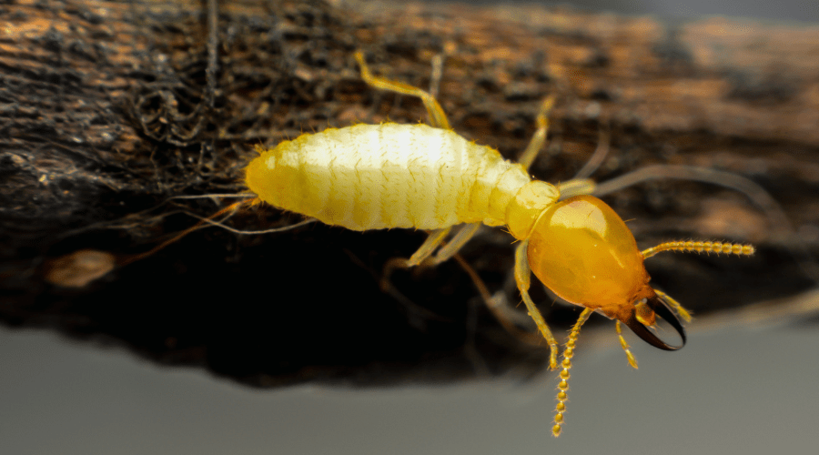 Organic termite treatment for a Florida home