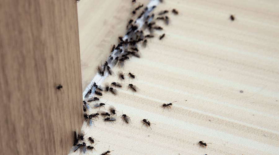 A close-up of ants invading a kitchen countertop.