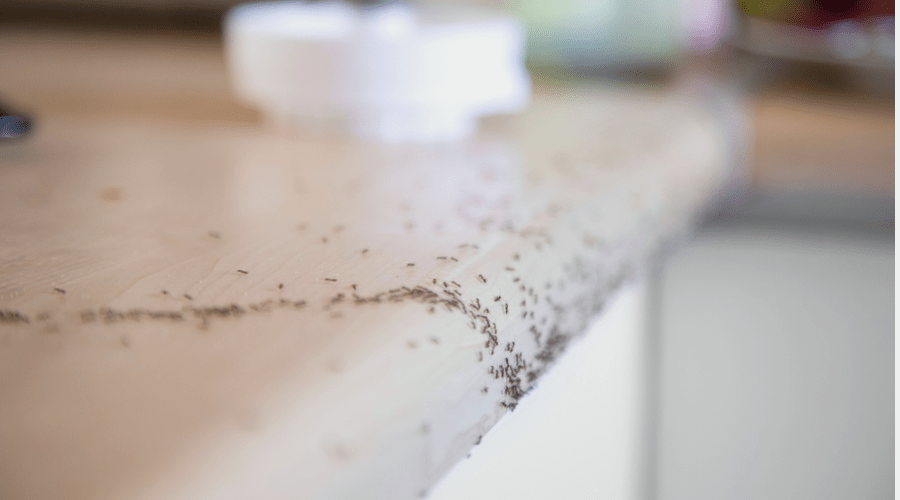 A large group of ants is crawling along the edge of a light-colored kitchen counter in this Florida home. The surface appears clutter-free, and a white round object is blurred in the background, highlighting the need for effective organic ant control.