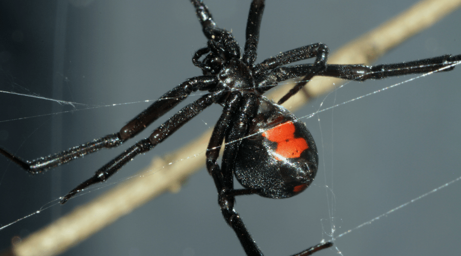 A close-up image of a dangerous black widow spider, known for its red hourglass marking, is suspended in a web. This summer arachnid stands out against a blurred gray background, embodying the mystery and allure of spiders.