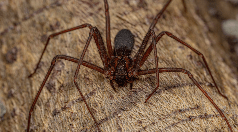 Close-up of a dangerous brown recluse spider on a textured surface. This summer spider, with its long legs and dark brown body, features a slightly lighter thorax adorned with a distinctive violin-shaped marking.