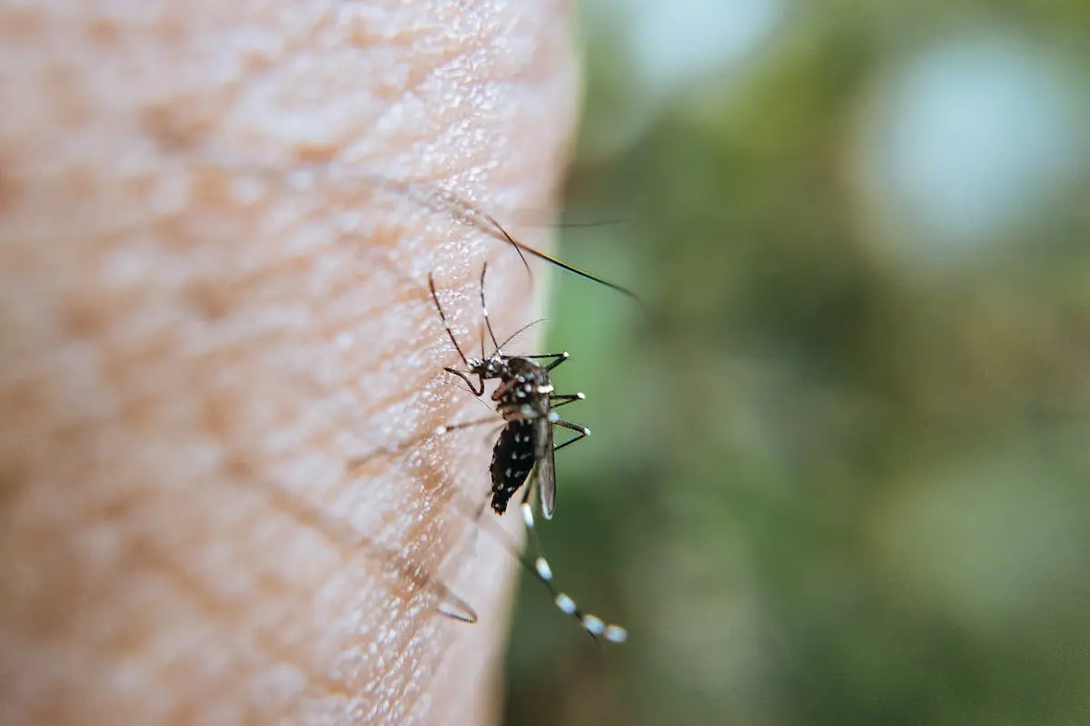 Close-up of a mosquito with a striped body and long legs, perched on human skin. Emphasizing the importance of mosquito control, the blurred background highlights the insect as the main subject.