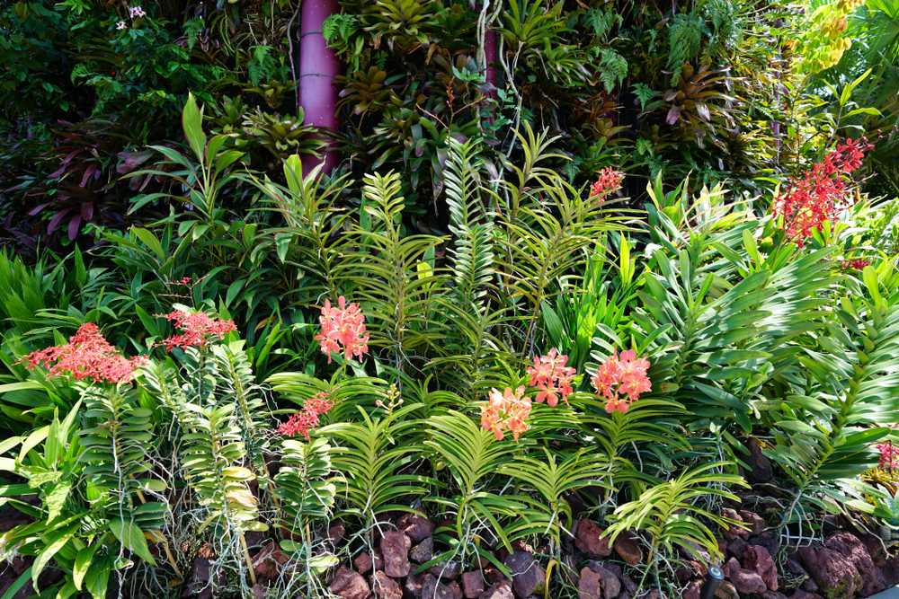 A lush Florida garden as a result of Eco-Friendly Pest Control Florida Gardens