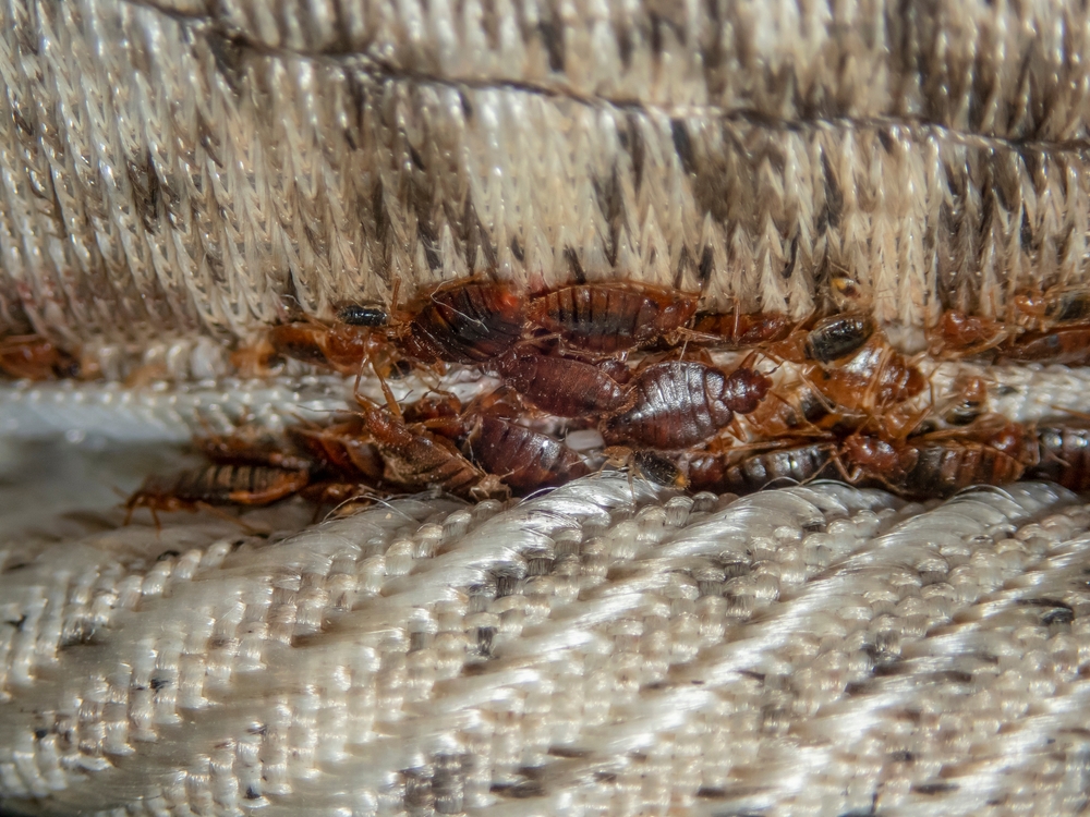 Close-up of numerous bed bugs clustered along the seam of a fabric surface, possibly a mattress or upholstery. The small, brown, oval-shaped insects crawl in the textured folds, reminiscent of the patterns left by their notorious bite appearance.