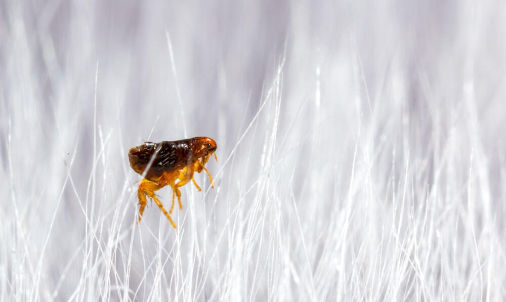 A close-up image captures the distinctive flea bite appearance, as a small brown flea perches on white fur. The flea is centered amidst strands of fur, creating a blurred, textured background that highlights the nuances of flea bite identification.