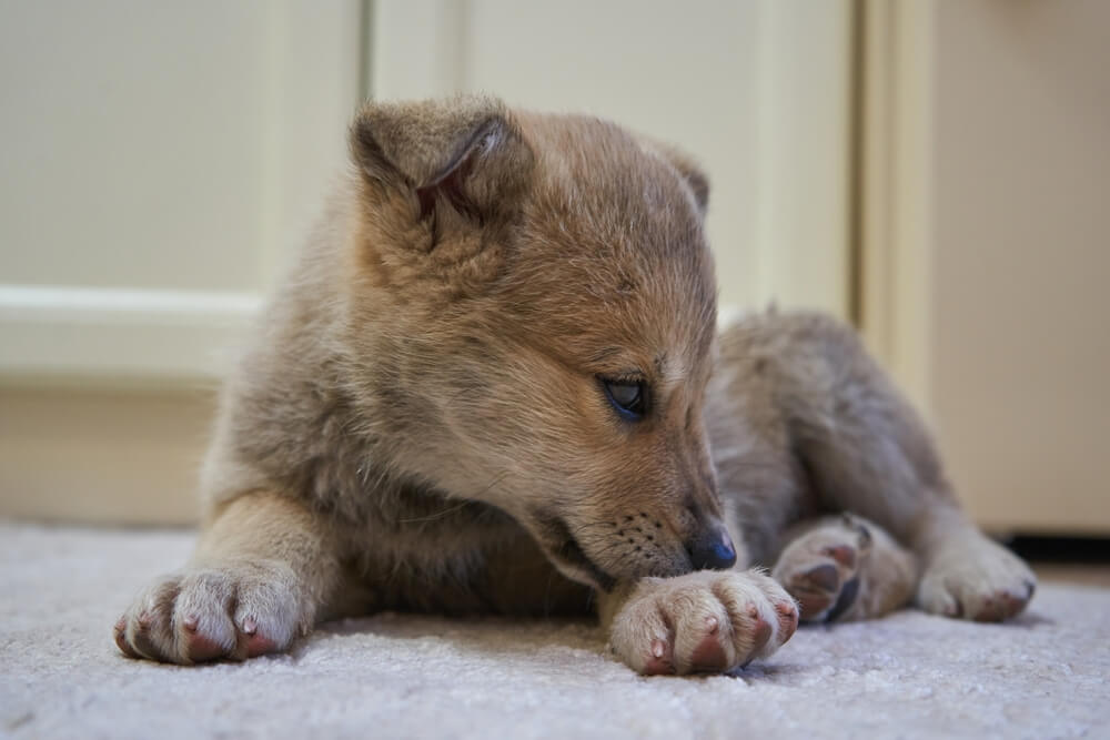 A small tan puppy lies on a light-colored carpet, looking downward and appearing to nibble on its front paw. It seems focused, possibly due to flea bites. The background features an off-white cabinet.