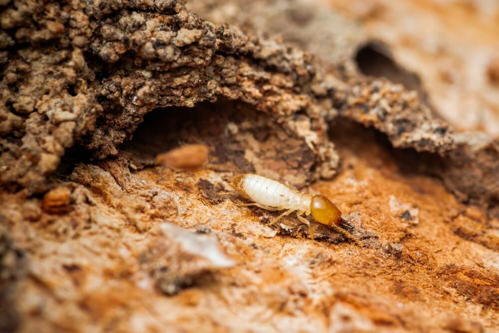 A close-up of a termite on a textured, brown surface, possibly wood. The light-colored termite, with its darker head, is captured in an outdoor setting. Discover effective pest control strategies to maintain a pest-free home in Brunswick, GA with this detailed observation.