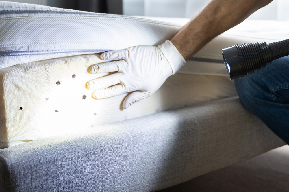 A person wearing gloves uses a flashlight to inspect a mattress, searching for signs of bed bugs. There are several small dark spots visible on the fabric, highlighting the importance of careful bed bug identification.