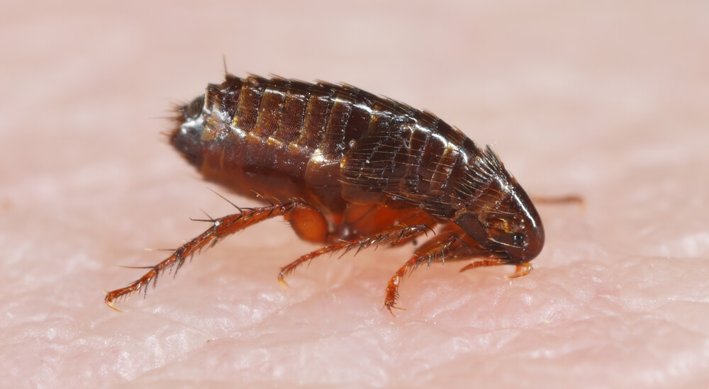 What Do Flea Bites Look Like? Identify Them with These Key Signs. Close-up image of a brown flea on a textured surface, highlighting its segmented body, long legs, and antennae. Understanding these details can be crucial when trying to get rid of fleas effectively.