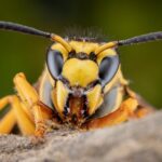 Close-up of a yellow and black wasp perched on a piece of wood, its large compound eyes and antennae prominent against a blurred green background. The scene is reminiscent of nature’s automated process, showcasing intricate beauty that seems effortlessly drafted by the natural world.