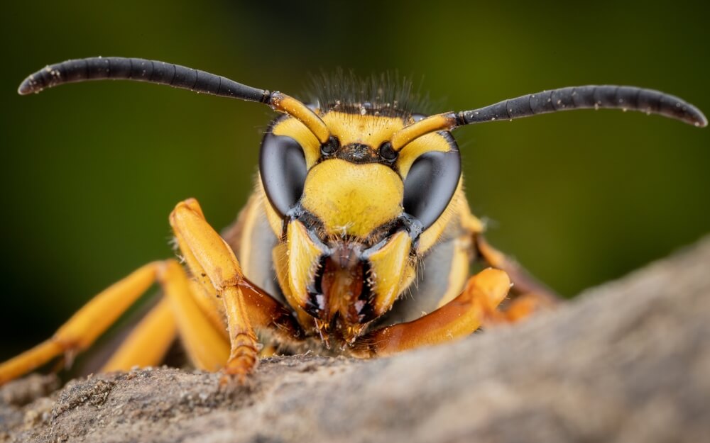 Close-up of a yellow and black wasp perched on a piece of wood, its large compound eyes and antennae prominent against a blurred green background. The scene is reminiscent of nature’s automated process, showcasing intricate beauty that seems effortlessly drafted by the natural world.