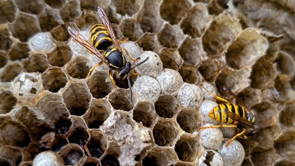 Two wasps walk on a honeycomb structure in San Diego. The hexagonal cells are filled with larvae, showing the need for effective wasp control. With black and yellow bodies and transparent wings, the close-up image captures their activity on the nest.