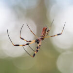 Close-up view of a banana spider hanging on its web against a blurred background. Its elongated legs are clearly visible, and the web threads appear delicate and thin. The background has a soft, bokeh effect with green and white hues, adding an air of mystery often surrounded by myths.