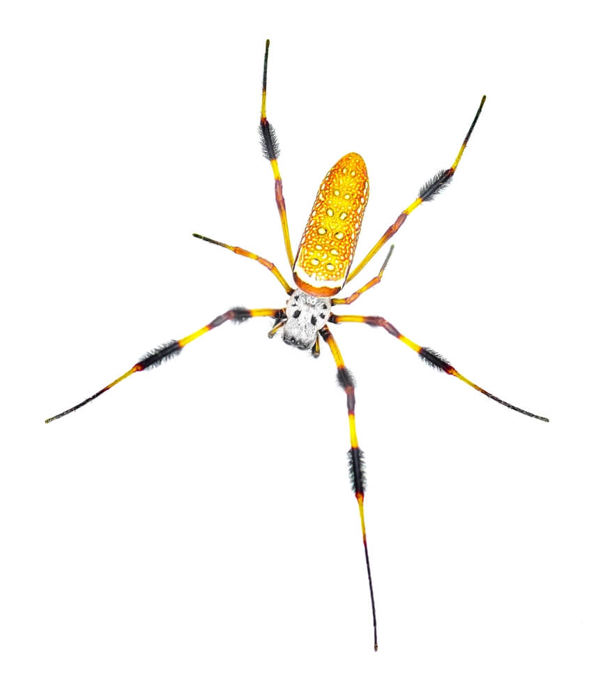 A banana spider with a bright orange and yellow patterned abdomen and long, thin legs rests on a plain white background. Its legs feature distinct black and red bands with bristles, debunking myths about its intimidating appearance.