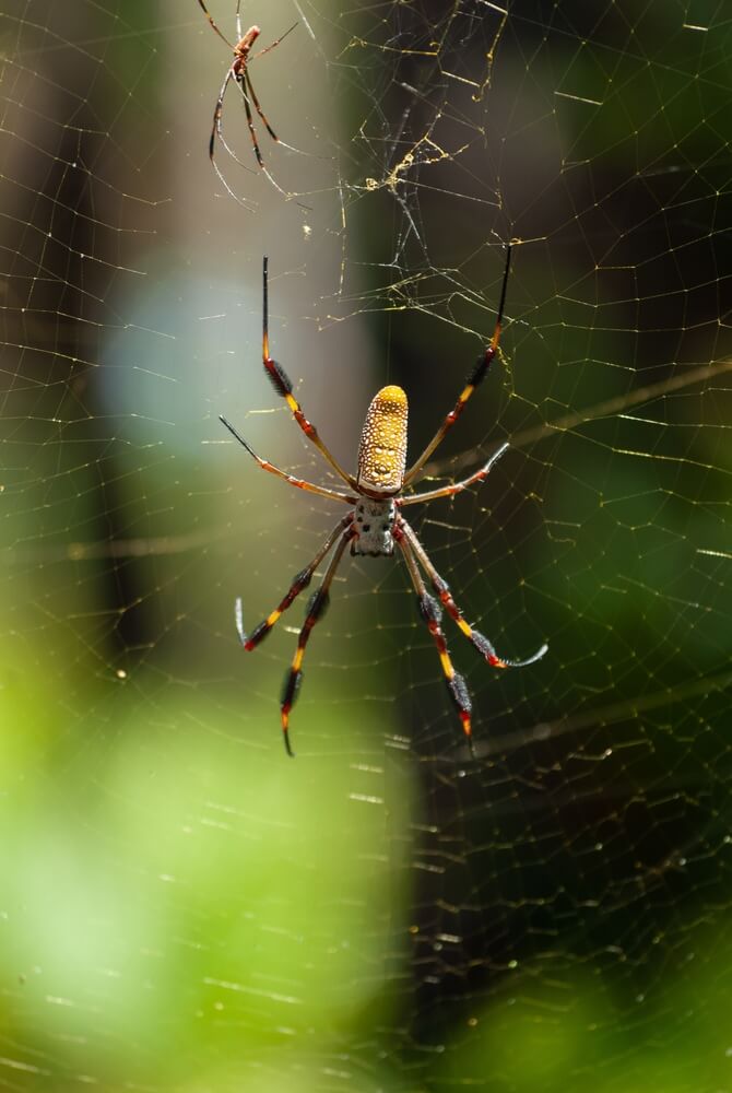 Two spiders are on the web. The larger one, a Banana Spider with a yellow and brown body, stands prominently in the foreground, while the smaller one is higher up. The web is set against a green and blurred background, inviting you to explore the myths surrounding these fascinating creatures.