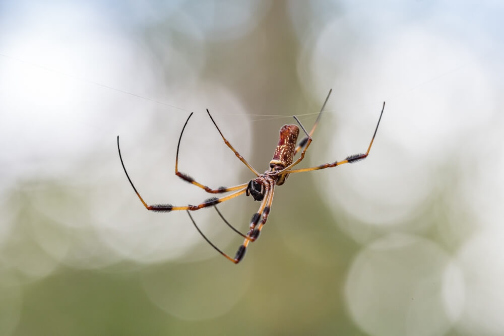 Close-up view of a banana spider hanging on its web against a blurred background. Its elongated legs are clearly visible, and the web threads appear delicate and thin. The background has a soft, bokeh effect with green and white hues, adding an air of mystery often surrounded by myths.