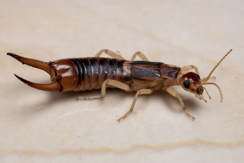 Close-up of a common earwig on a light, marbled surface. The insect, known for its brown body, six legs, two antennae, and prominent pincers at the rear, highlights the importance of effective earwig prevention strategies in maintaining a pest-free environment.