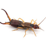 Close-up image of an earwig on a white background showcases its segmented brown body, two antennae, and prominent pincers. Understanding earwig control can help manage their presence effectively.