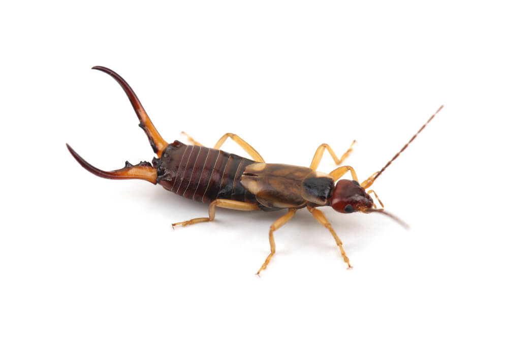 Close-up image of an earwig on a white background showcases its segmented brown body, two antennae, and prominent pincers. Understanding earwig control can help manage their presence effectively.