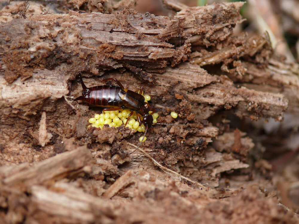 A close-up of an earwig on decaying wood surrounded by small, yellow eggs illustrates the need for effective strategies. The dark brown insect is positioned near a cluster of bright yellow eggs nestled in the textured, decomposing wood.