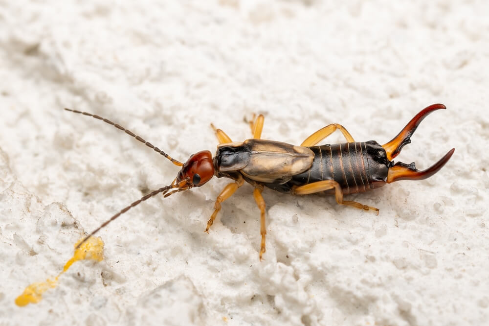 Close-up of an earwig on a textured white surface. The insect, vital to developing prevention strategies, has a brown body, long antennae, and pincers at the rear.