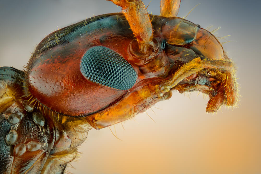 Close-up image of an insect head, showing intricate details vital for effective strategies in nature observation. The insect boasts a compound eye, textured surface, and fine hairs. The colors are vivid with orange and brown tones against a softly blended blue and orange background.