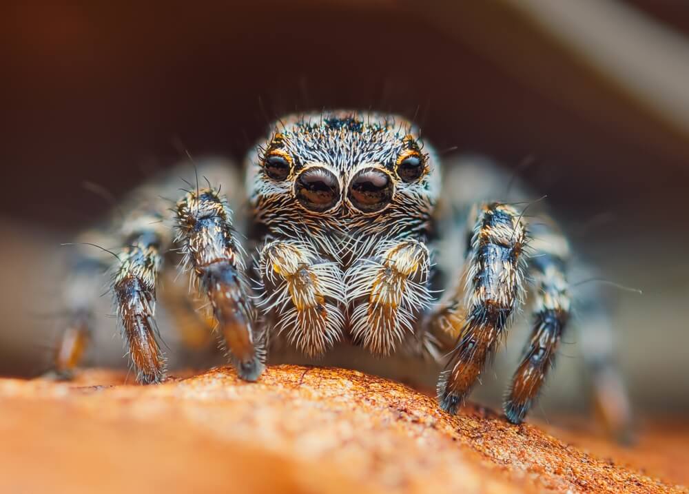 Close-up of a small jumping spider, showcasing its prominent eyes and fuzzy legs as it sits on a textured orange-brown surface. This habitat accentuates the intricate details of the spider's body and hairs against a blurred background.