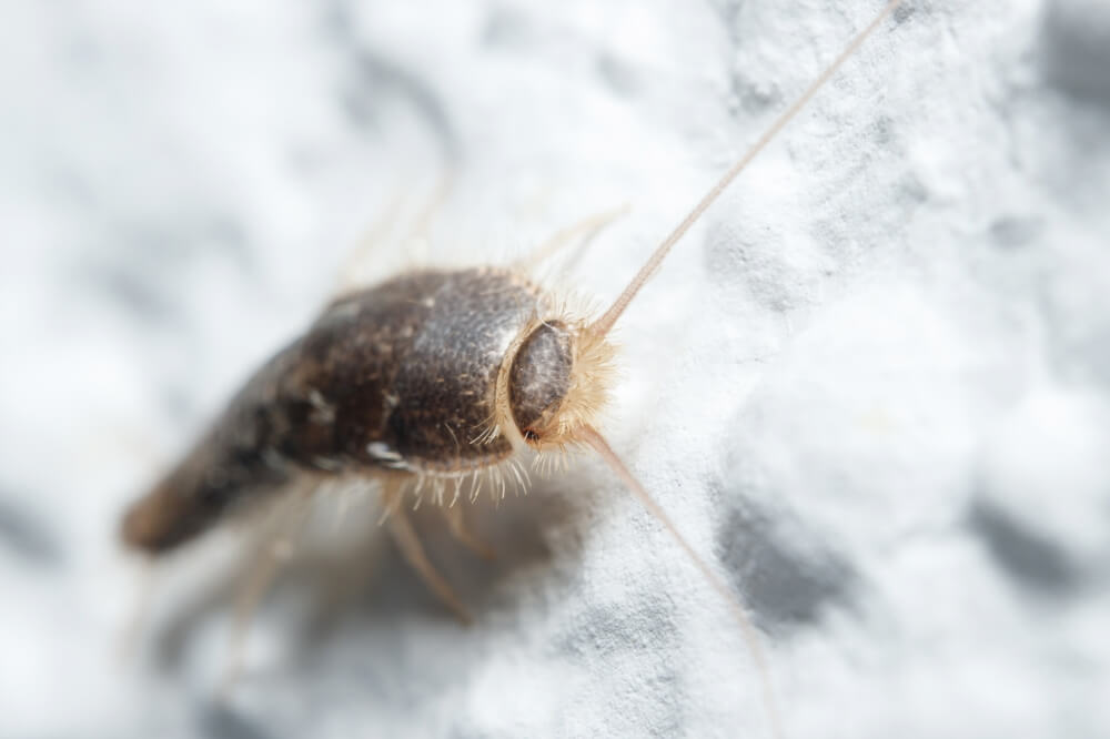 Close-up image of a silverfish insect on a textured white surface. The identifying features, like its segmented body and long antennae, are in focus, highlighting its brownish coloration and bristled appearance.