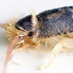 Close-up image of a silverfish insect on a white background, showcasing its segmented body, antennae, and bristly legs. This detailed capture is like an auto draft of nature's meticulous design.