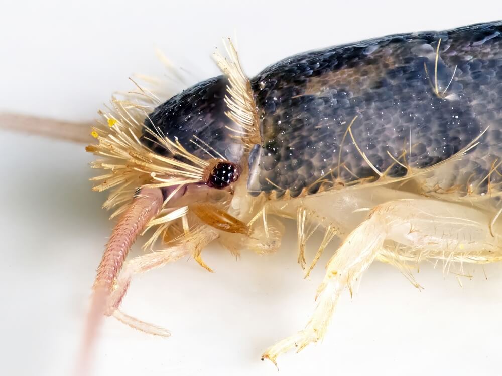 Close-up image of a silverfish insect on a white background, showcasing its segmented body, antennae, and bristly legs. This detailed capture is like an auto draft of nature's meticulous design.