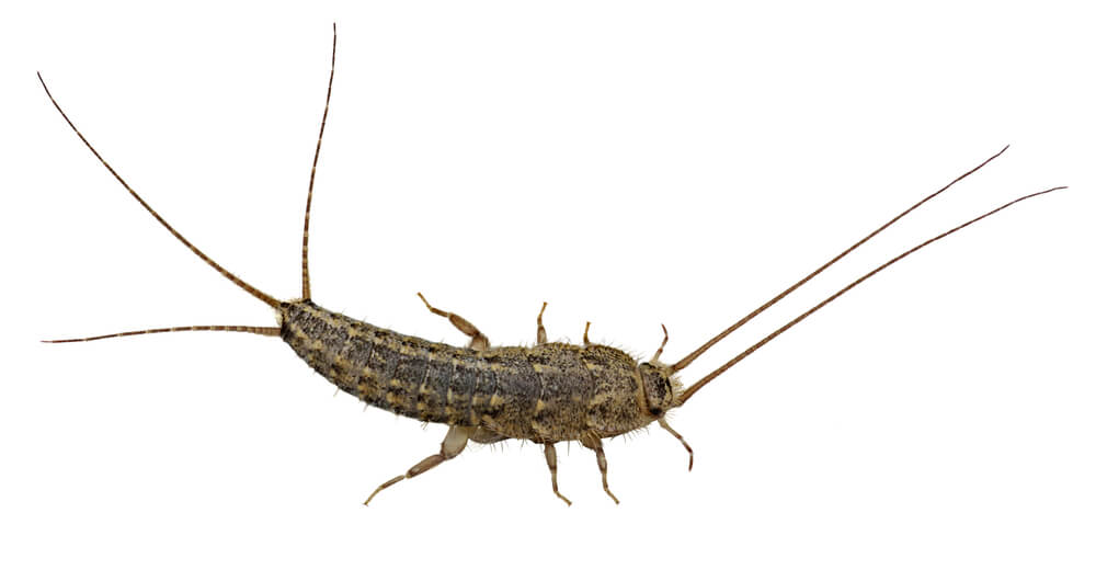 Close-up of a silverfish on a white background. The insect's elongated body features a scaly texture, with three long bristles at the rear and two antennae at the front. Understanding its appearance is essential for effective home pest control and eliminating silverfish infestations.