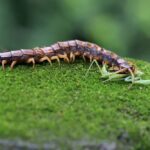 A brown centipede is crawling on a patch of green moss outdoors, showcasing its natural habits. The background is blurred, emphasizing the centipede and moss.