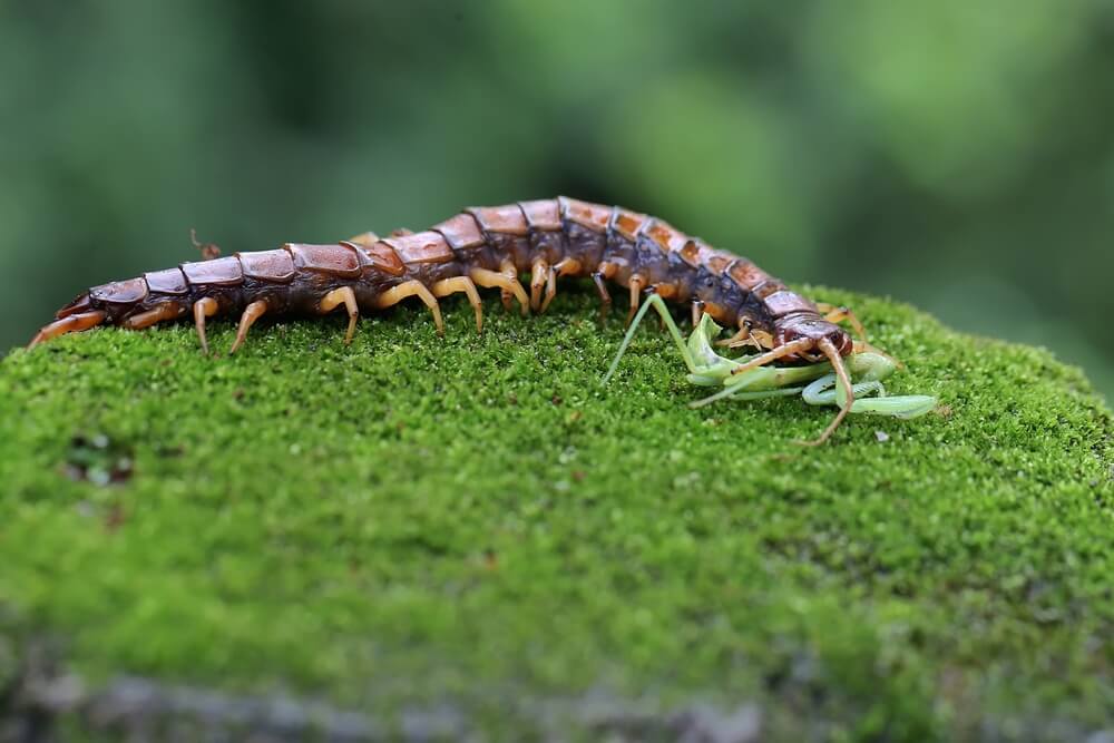 A brown centipede is crawling on a patch of green moss outdoors, showcasing its natural habits. The background is blurred, emphasizing the centipede and moss.