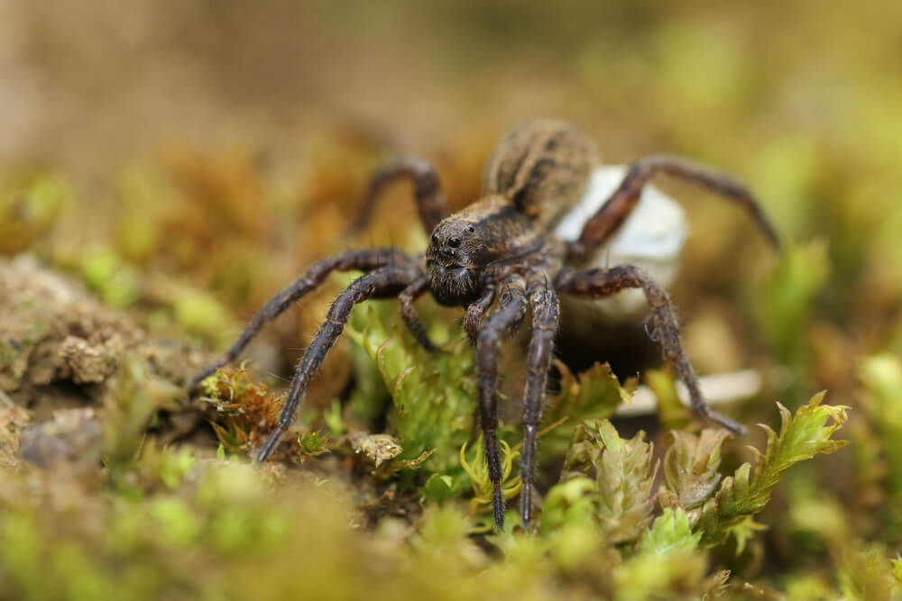 Close-up of a brown wolf spider with long legs, carrying a white egg sac on its back. The spider is on a bed of green and brown moss, creating an earthy backdrop, highlighting the fascinating facts about its unique parenting. Always approach gently for safety tips in nature exploration.