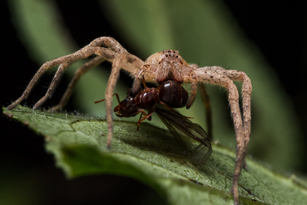 A close-up image reveals a wolf spider holding a small insect in its pincers on a leaf. The light brown arachnid contrasts with the dark insect's transparent wings, while the green leaf's veins add depth to this captivating scene.